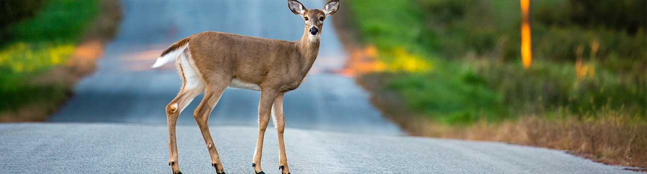 How to avoid hitting deer on the road