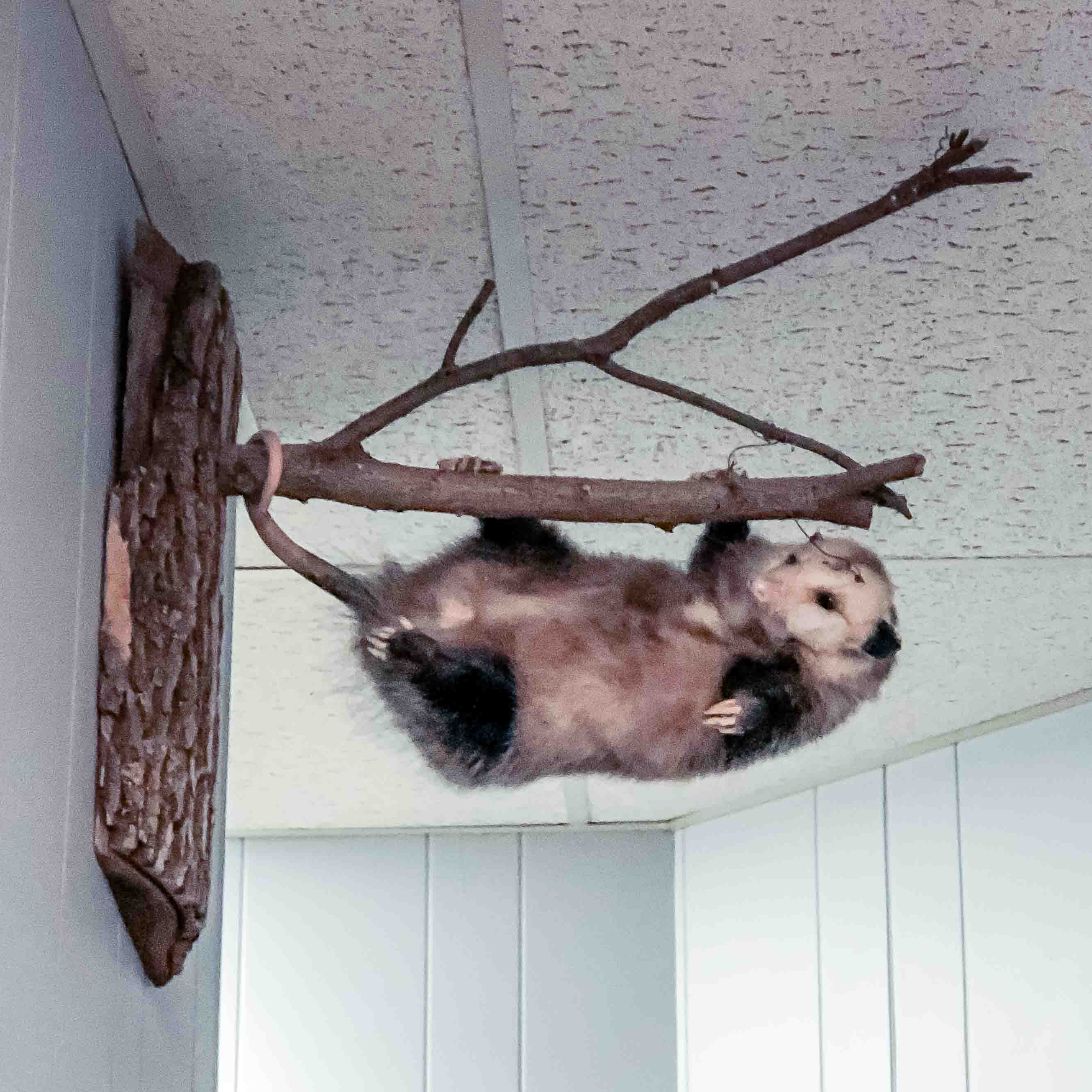 Stuffed opossum hanging from branch in Key City Insurance Agency office.