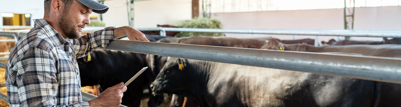 Safe livestock handling 